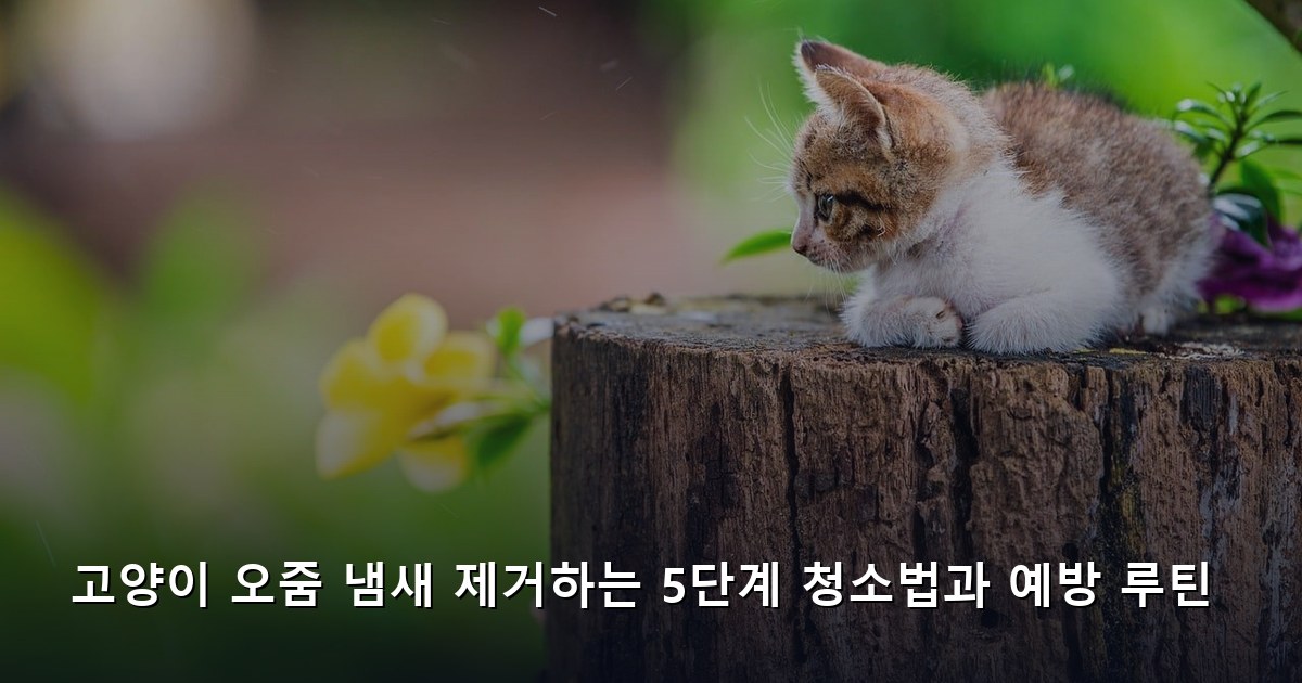 고양이 오줌 냄새 제거하는 5단계 청소법과 예방 루틴