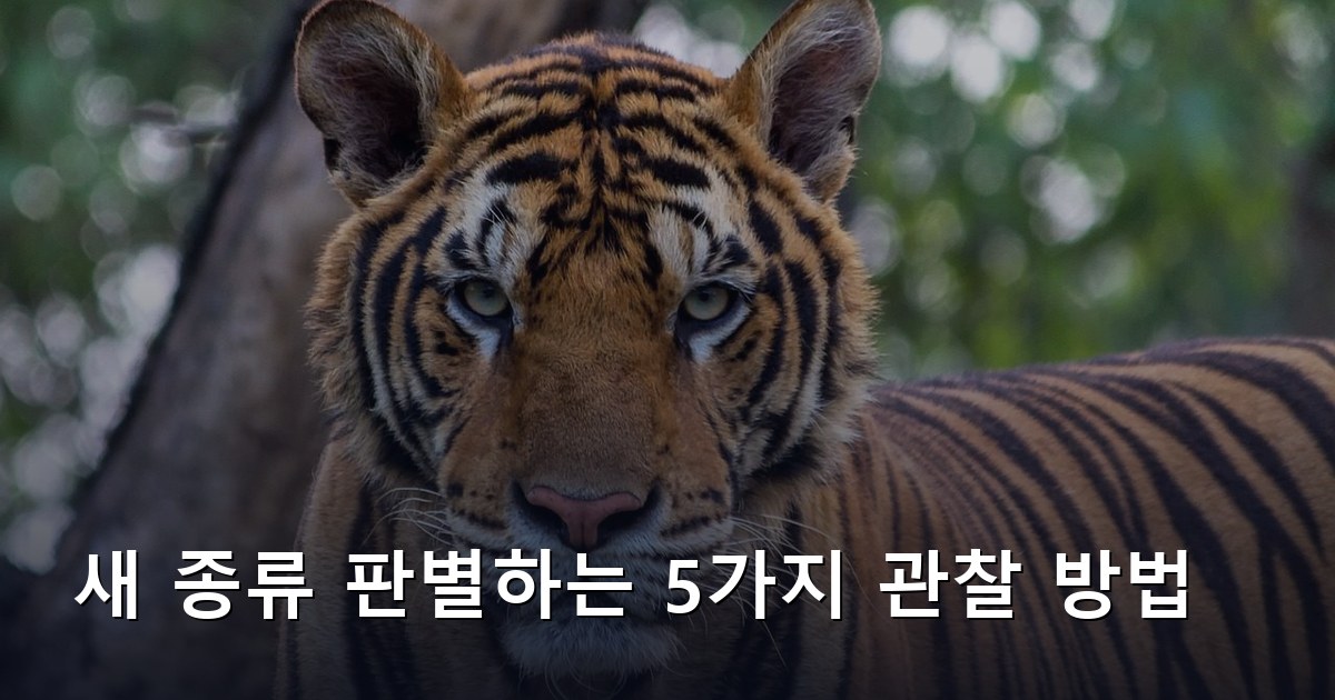 새 종류 판별하는 5가지 관찰 방법