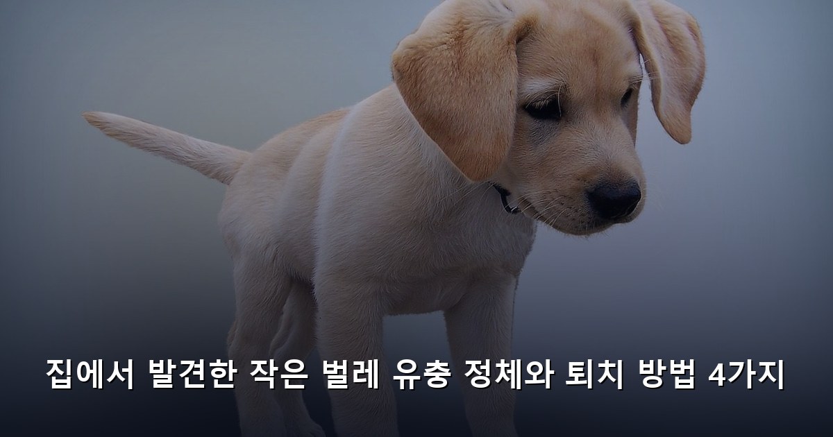 집에서 발견한 작은 벌레 유충 정체와 퇴치 방법 4가지