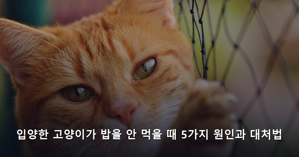 입양한 고양이가 밥을 안 먹을 때 5가지 원인과 대처법