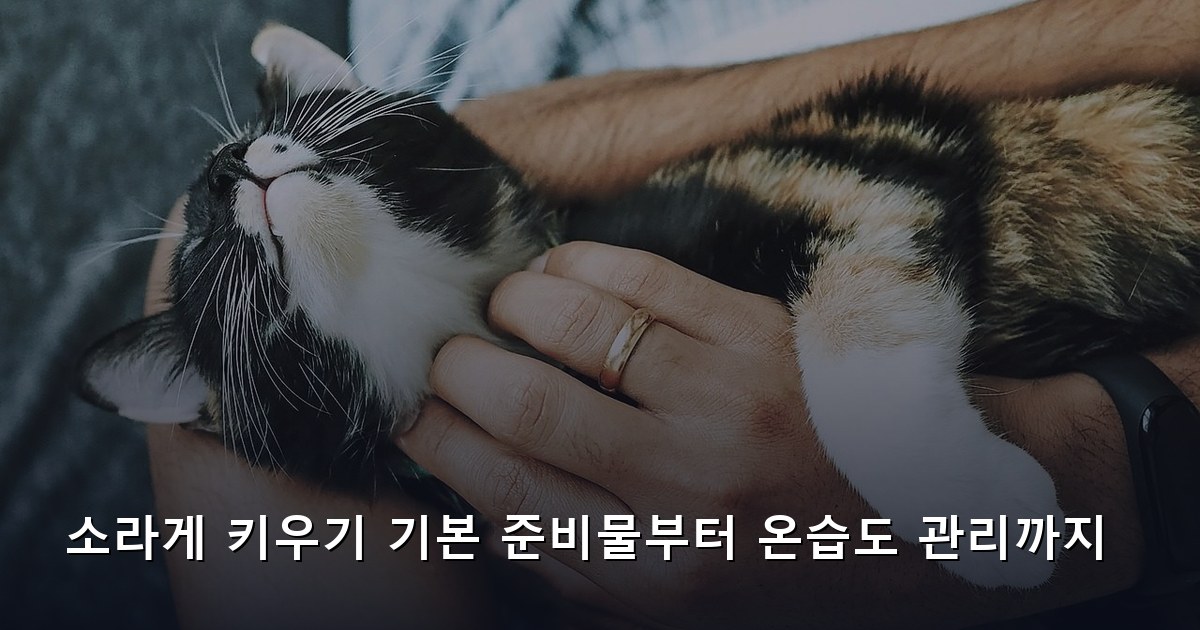 소라게 키우기 기본 준비물부터 온습도 관리까지