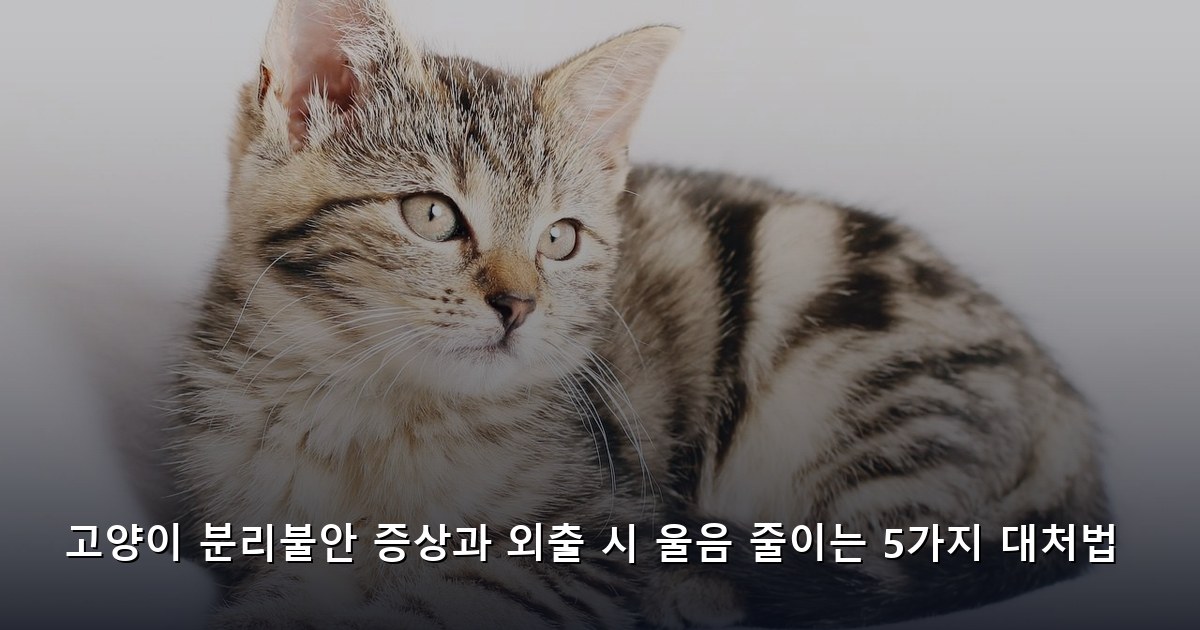 고양이 분리불안 증상과 외출 시 울음 줄이는 5가지 대처법